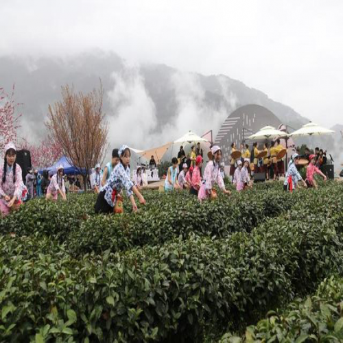 紫阳25万亩富硒茶开园，品牌价值达62.22亿元